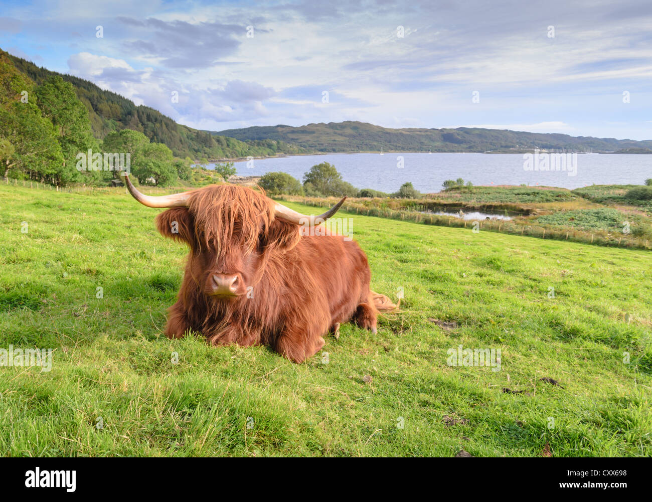 A resting red highland cow Stock Photo