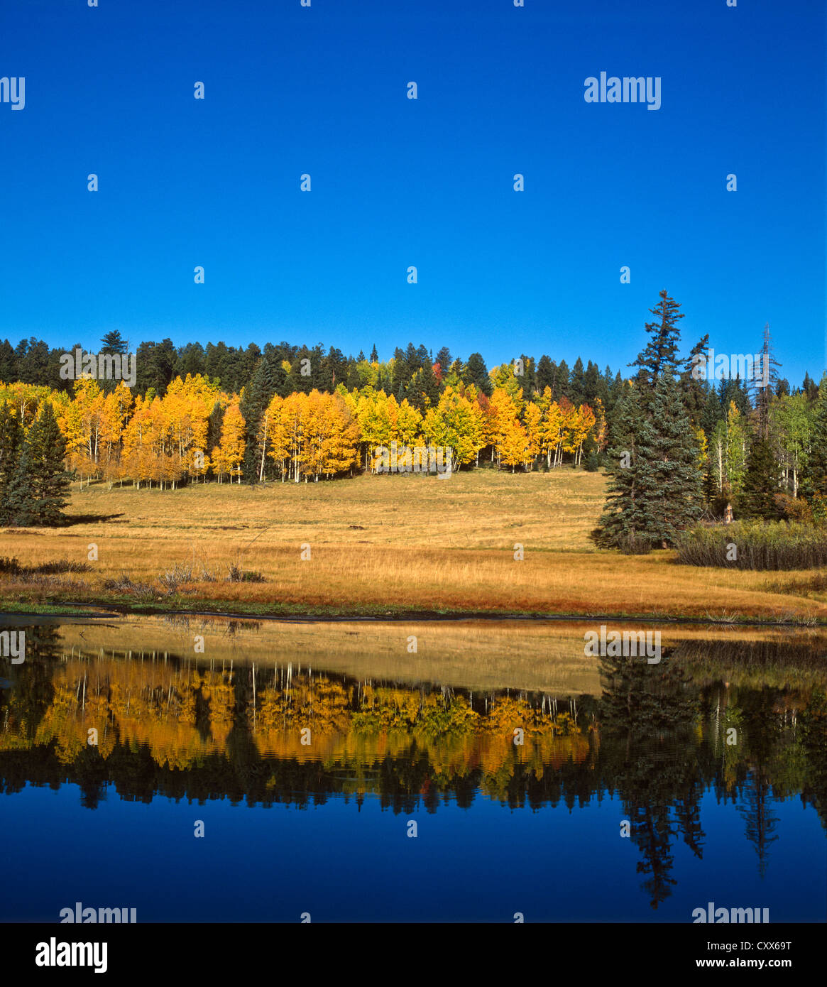 White Mountains of Eastern Arizona. Yellow Aspens and Pine Trees near