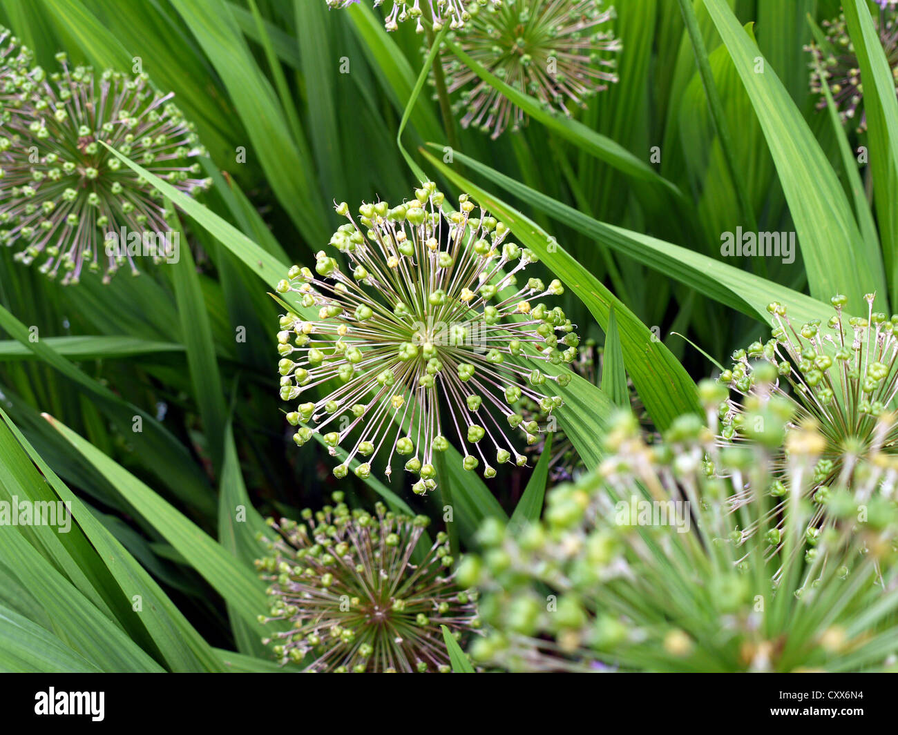 Allium seed heads hires stock photography and images Alamy