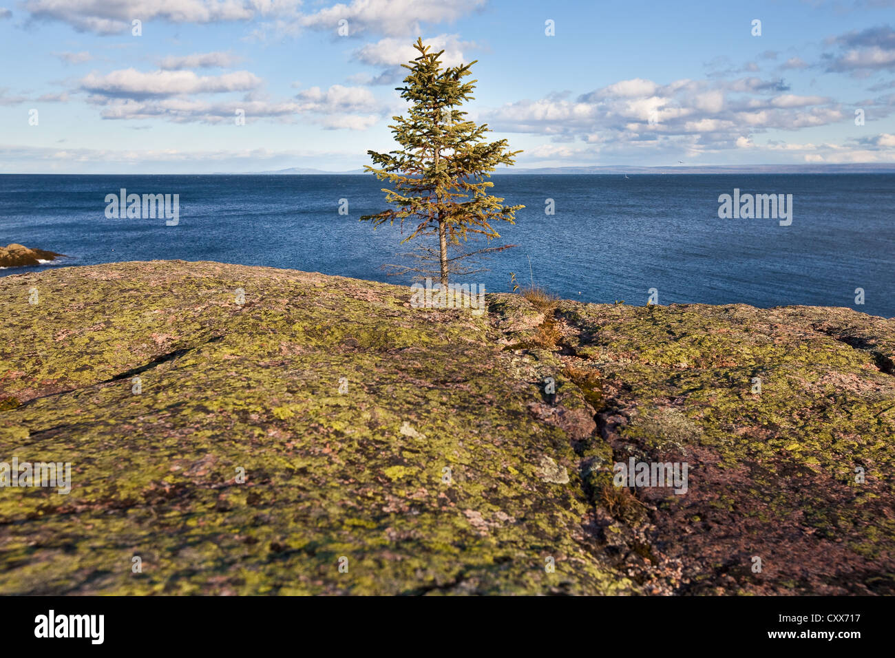 A small fir grows near a rock covered with crustose and foliose lichens in the St. Lawrence seashore of Essipit in Quebec Stock Photo
