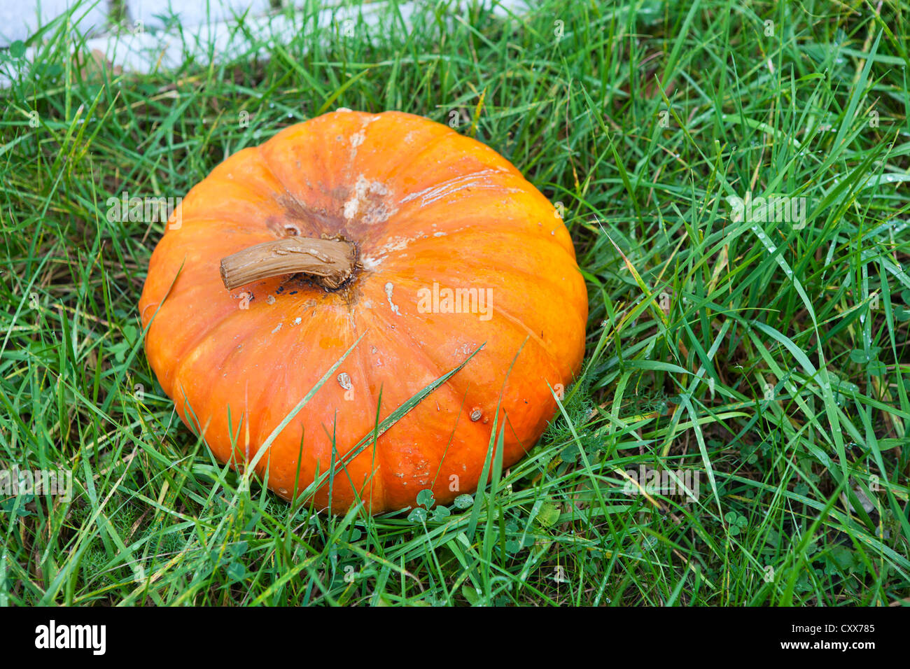 One orange pumpkin laying in green grass. Copy space Stock Photo - Alamy