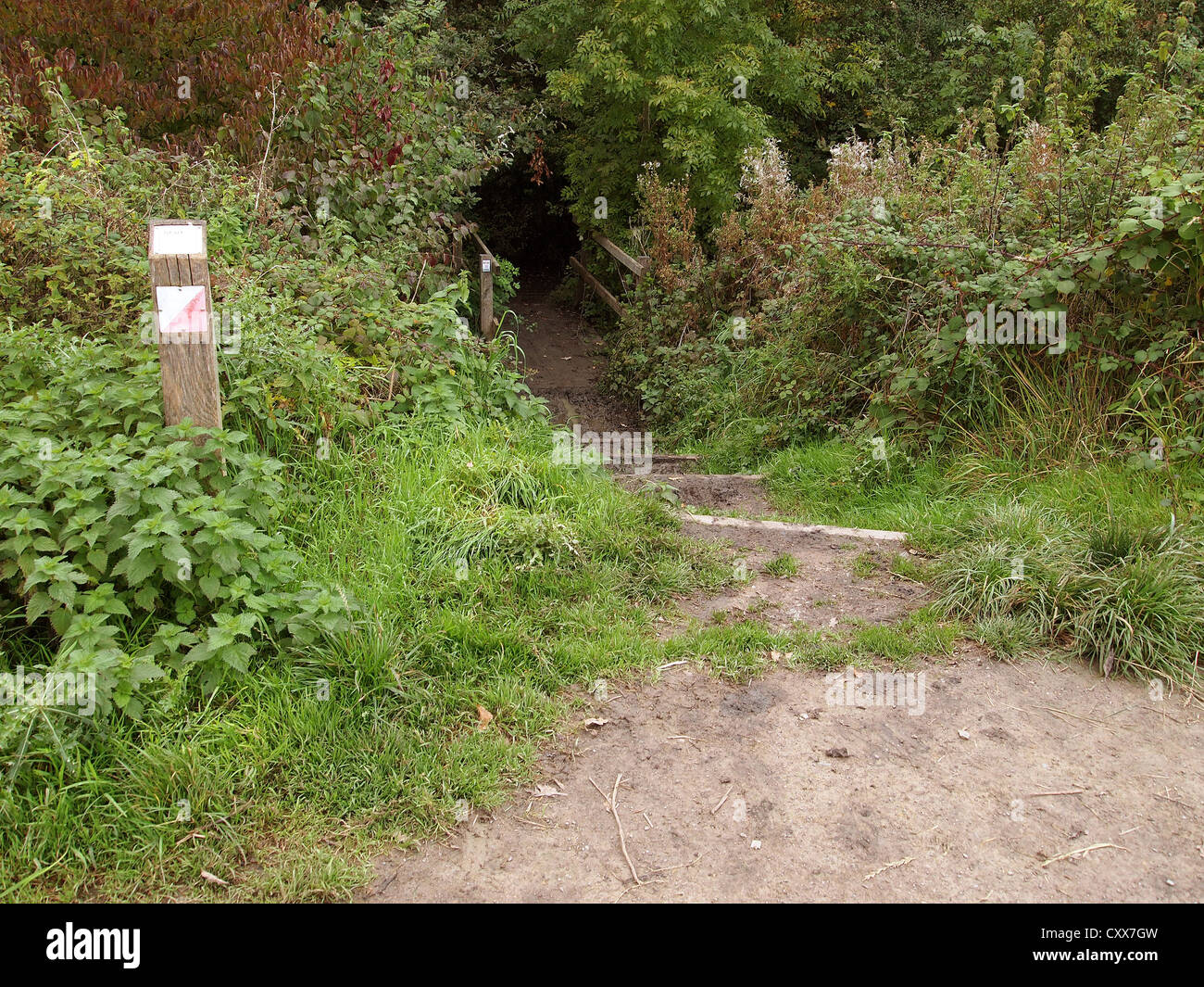 Dark woodland hi-res stock photography and images - Alamy