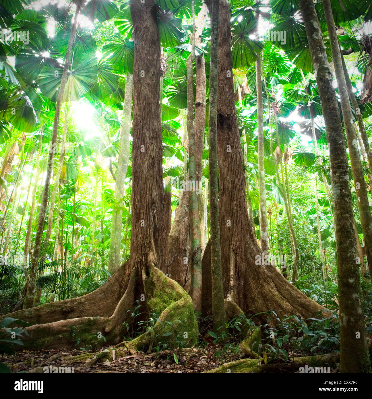 rain forest trees giant tree in tropical rainforest national park Daintree forest Queensland Australia Stock Photo