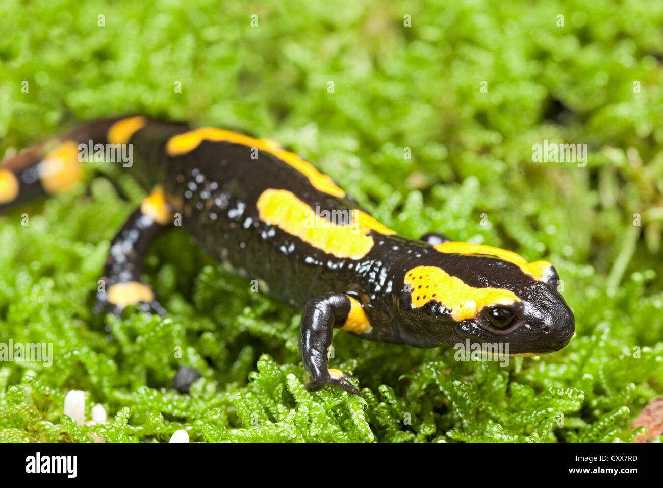 fire salamander bright colored amphibian and poisonous animal with warning colors terrestrial newt salamandra Stock Photo