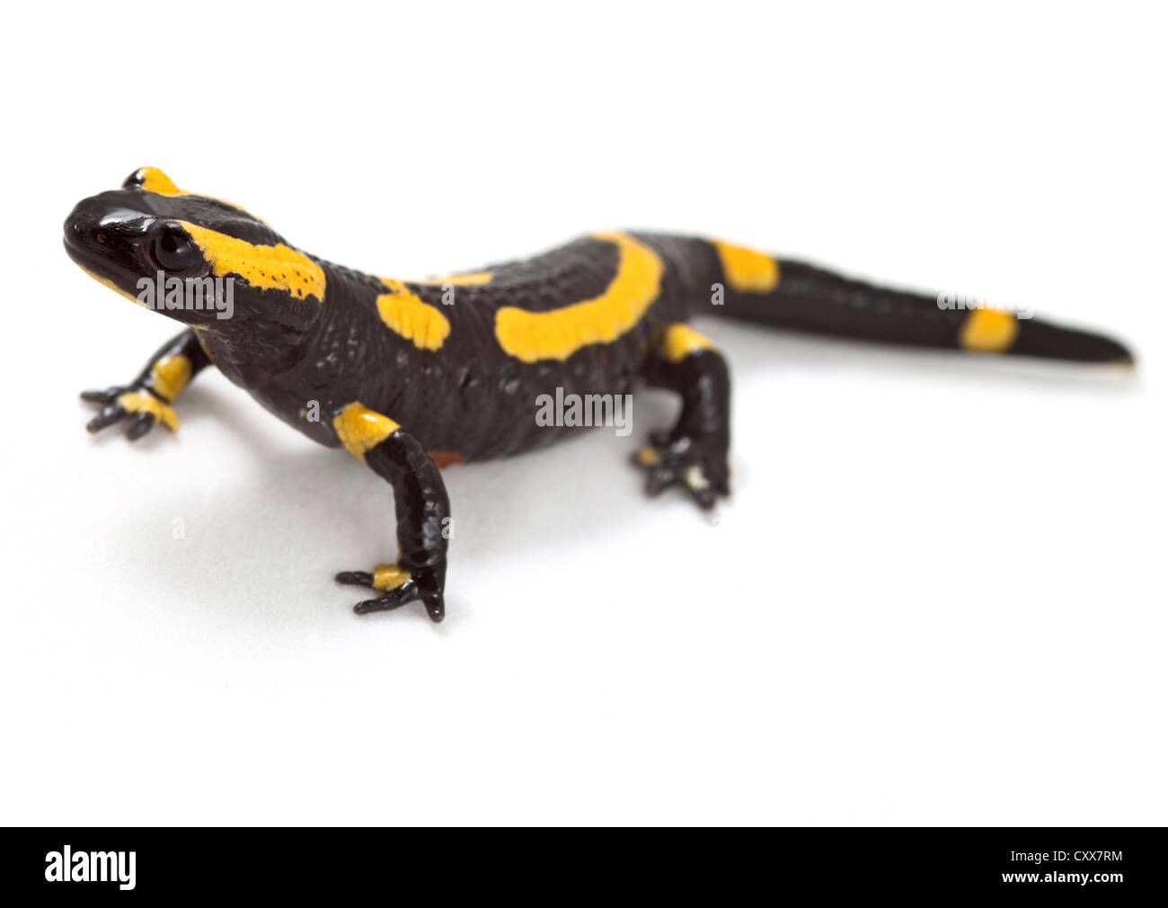 fire salamander bright colored amphibian and poisonous animal with warning colors terrestrial newt salamandra Stock Photo
