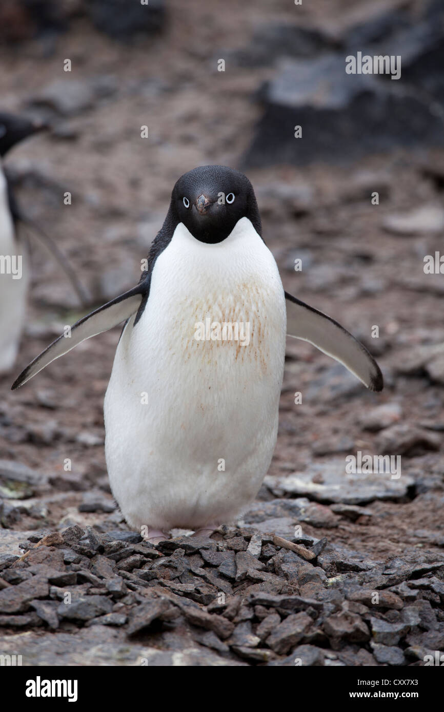 Adelie Penguin (Pygoscelis adeliae) on its breeding colony on Paulet Island, Antarctica. Stock Photo
