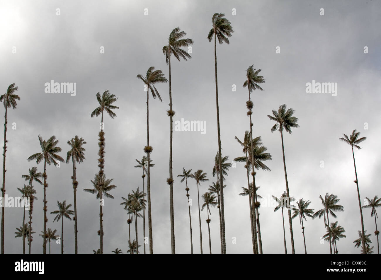 Tall towering large big palm hires stock photography and images Alamy