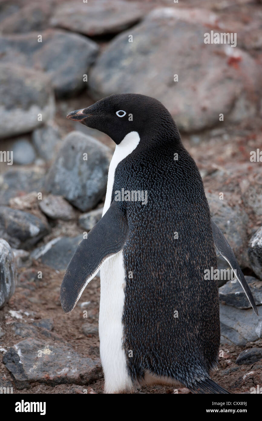 Adelie Penguin (Pygoscelis adeliae) adult on Paulet Island, Antarctica ...