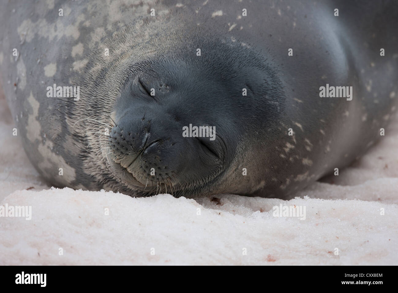 Weddell Seal (Leptonychotes weddelii) resting on Paulet Island, Antarctica. Stock Photo