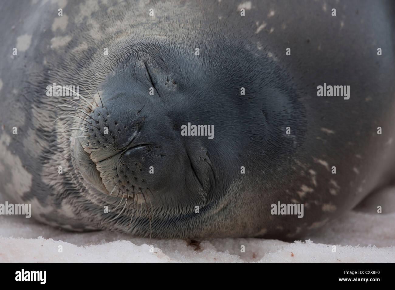 Weddell Seal (Leptonychotes weddelii) resting on Paulet Island, Antarctica. Stock Photo