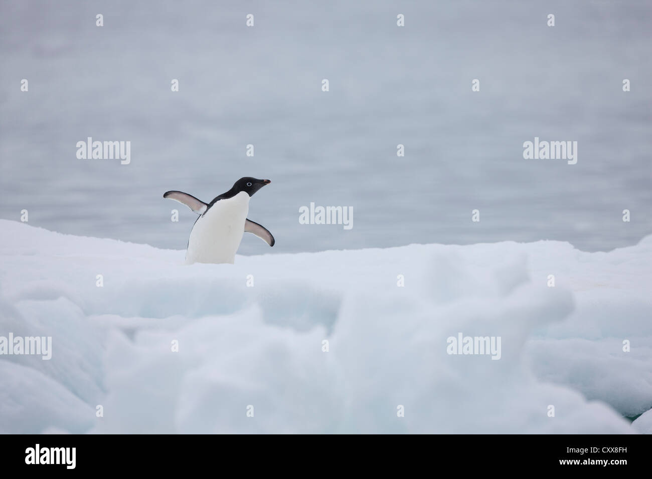 Adelie Penguin (Pygoscelis adeliae) on an ice floe near Paulet Island ...