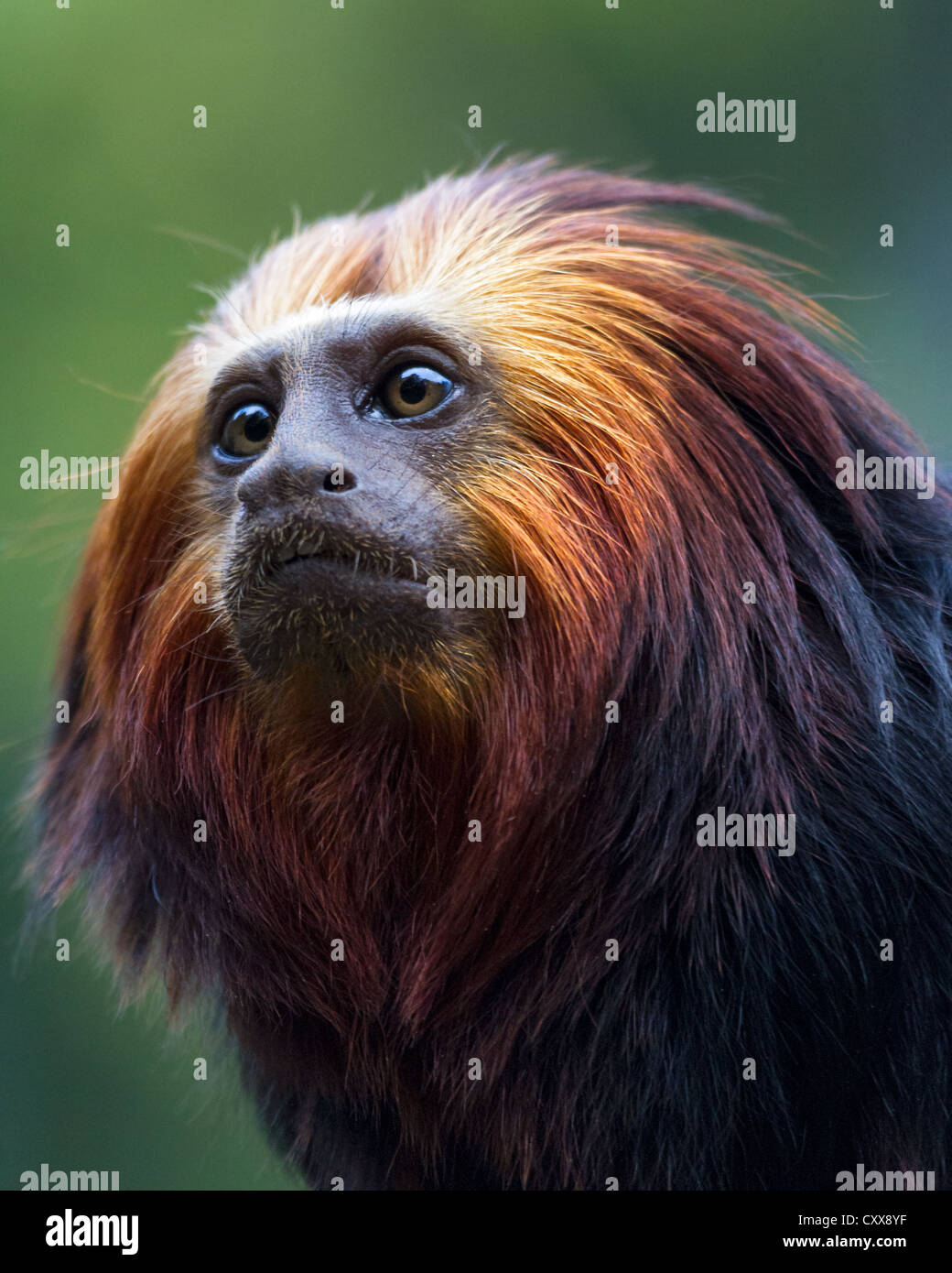 Close-up of a golden lion-headed tamarin (Leontopithecus chrysomelas), blurred green foliage background Stock Photo