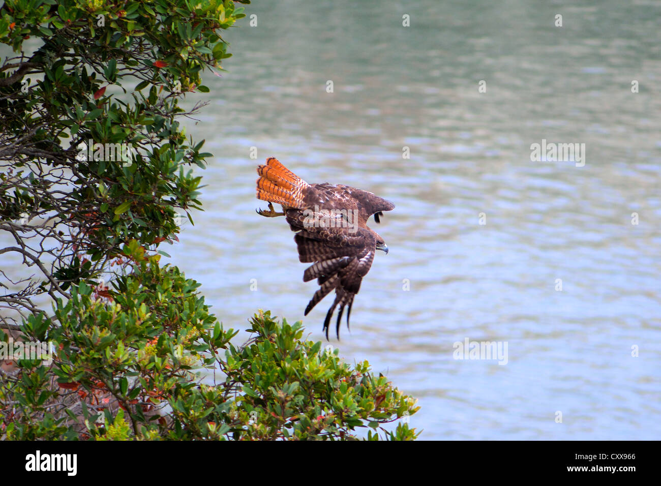 Profile of a red kite hawk leaving branch of tree near the ocean Stock Photo