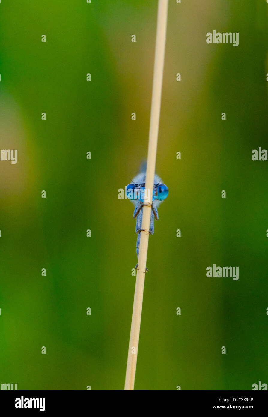 Perched Blue Damselfly peeking out from behind a reed. Stock Photo