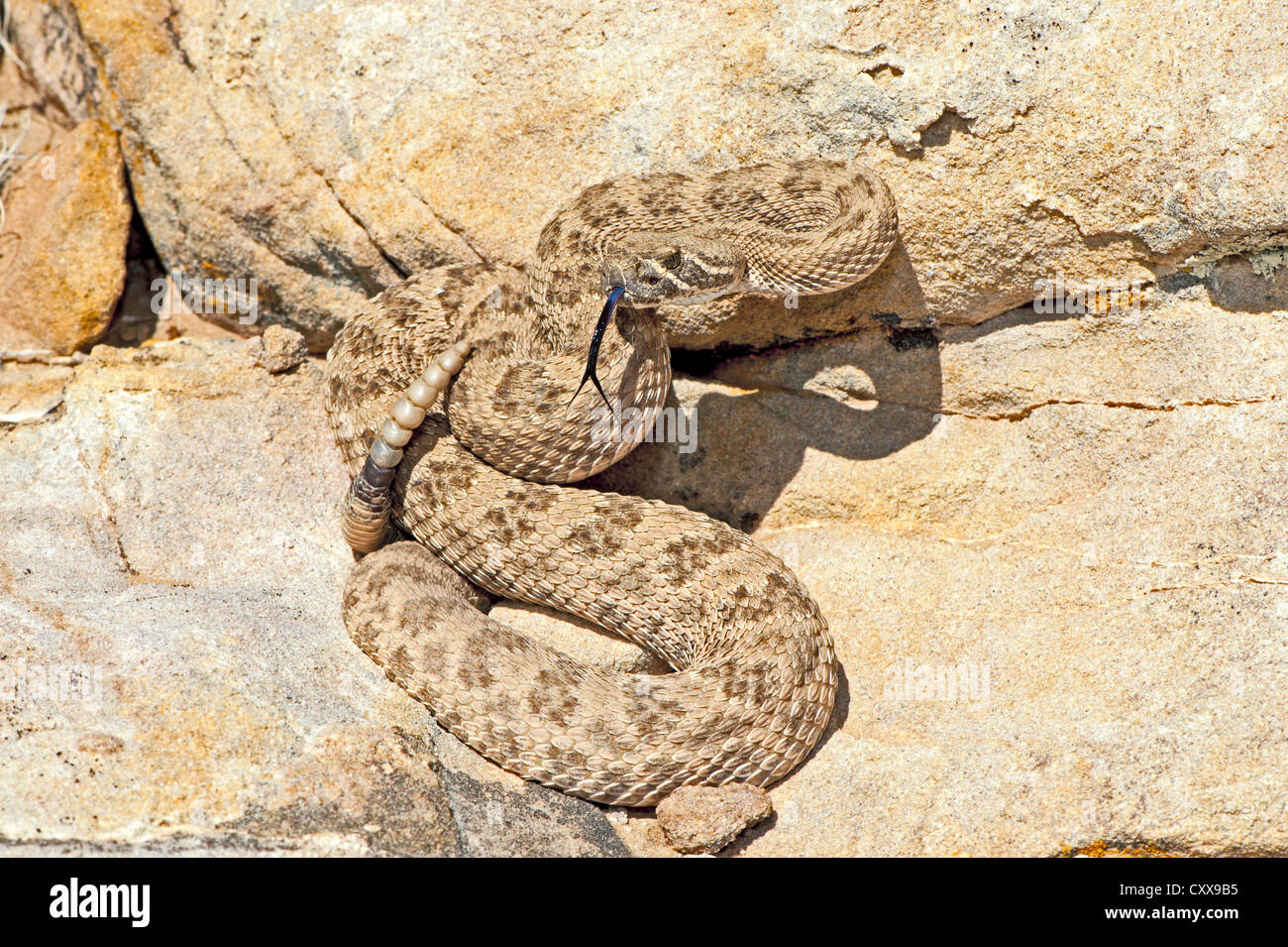 Prairie Rattlesnake Crotalus viridis Socorro, Socorro County, New