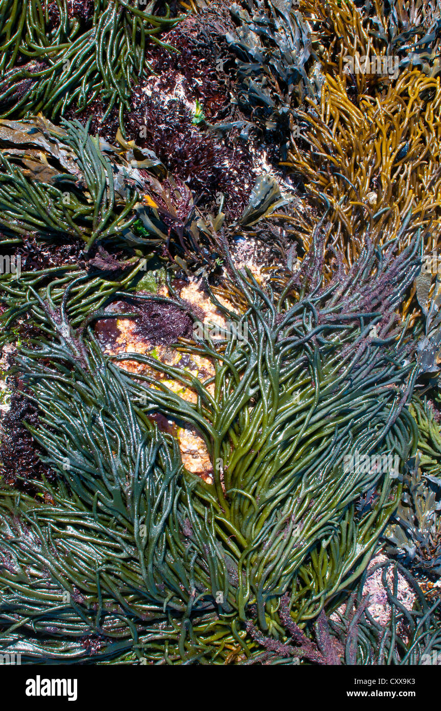 Dramatic community of yellow, green, red and brown seaweeds on a rock ion the Atlantic coast of Galicia, Spain. Stock Photo