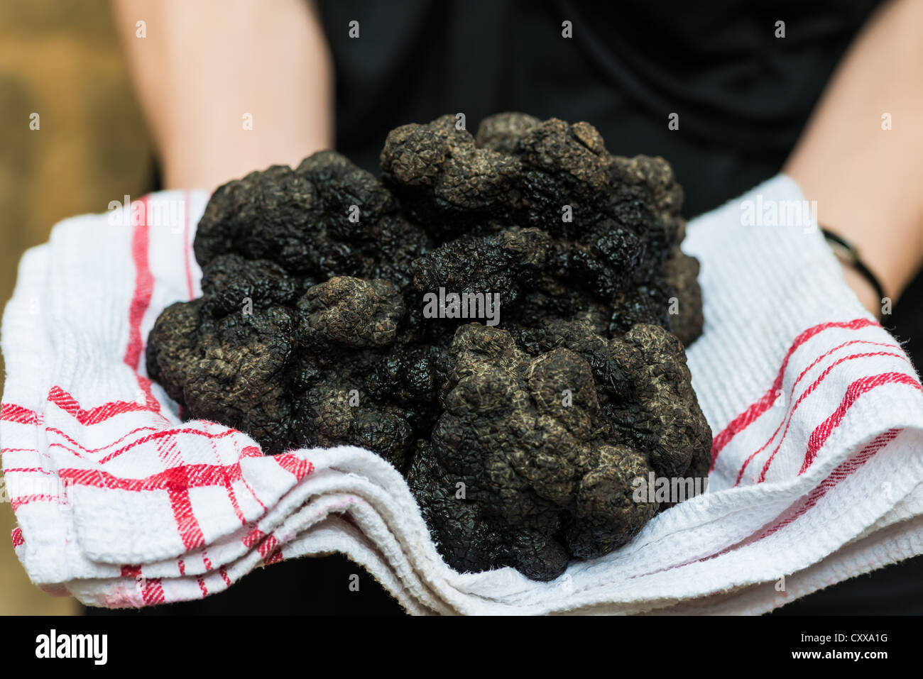 woman holding biggest black truffle Dordogne Perigord France Stock Photo