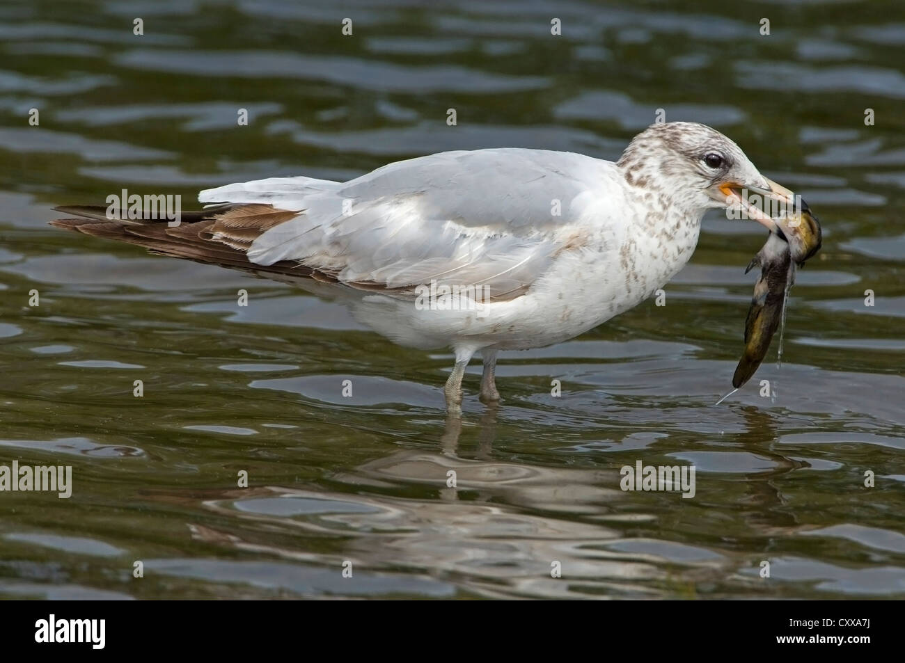 Young Ring-billed Gull ( Larus delawarensis ) with captured Catfish Eastern USA Stock Photo