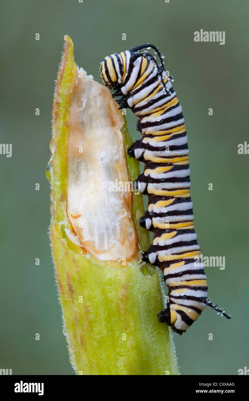 Monarch Butterfly caterpillar Danaus plexippus feeding on Common