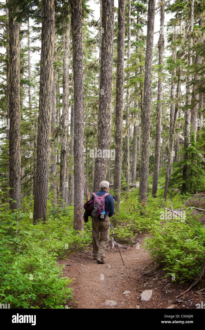 Hiking the Heliotrope Ridge Trail through a Douglas fir forest on the way to Mt. Baker in the Pacific Northwest, Washington. Stock Photo