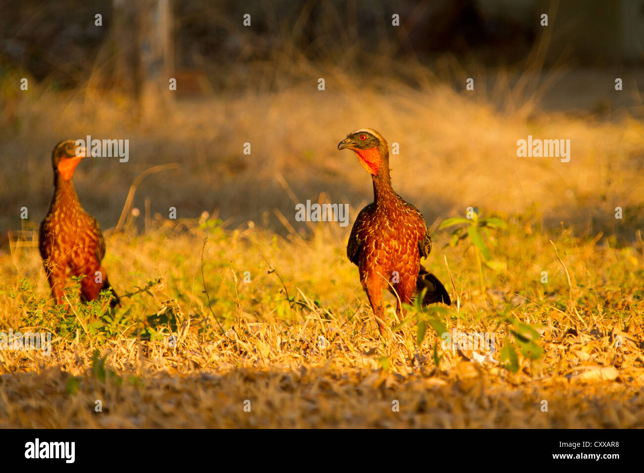 Chestnut-bellied Guan (Penelope ochrogaster Stock Photo - Alamy