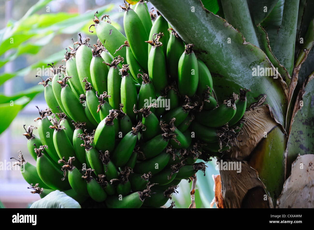 Banana - Musa growing in hot house Stock Photo