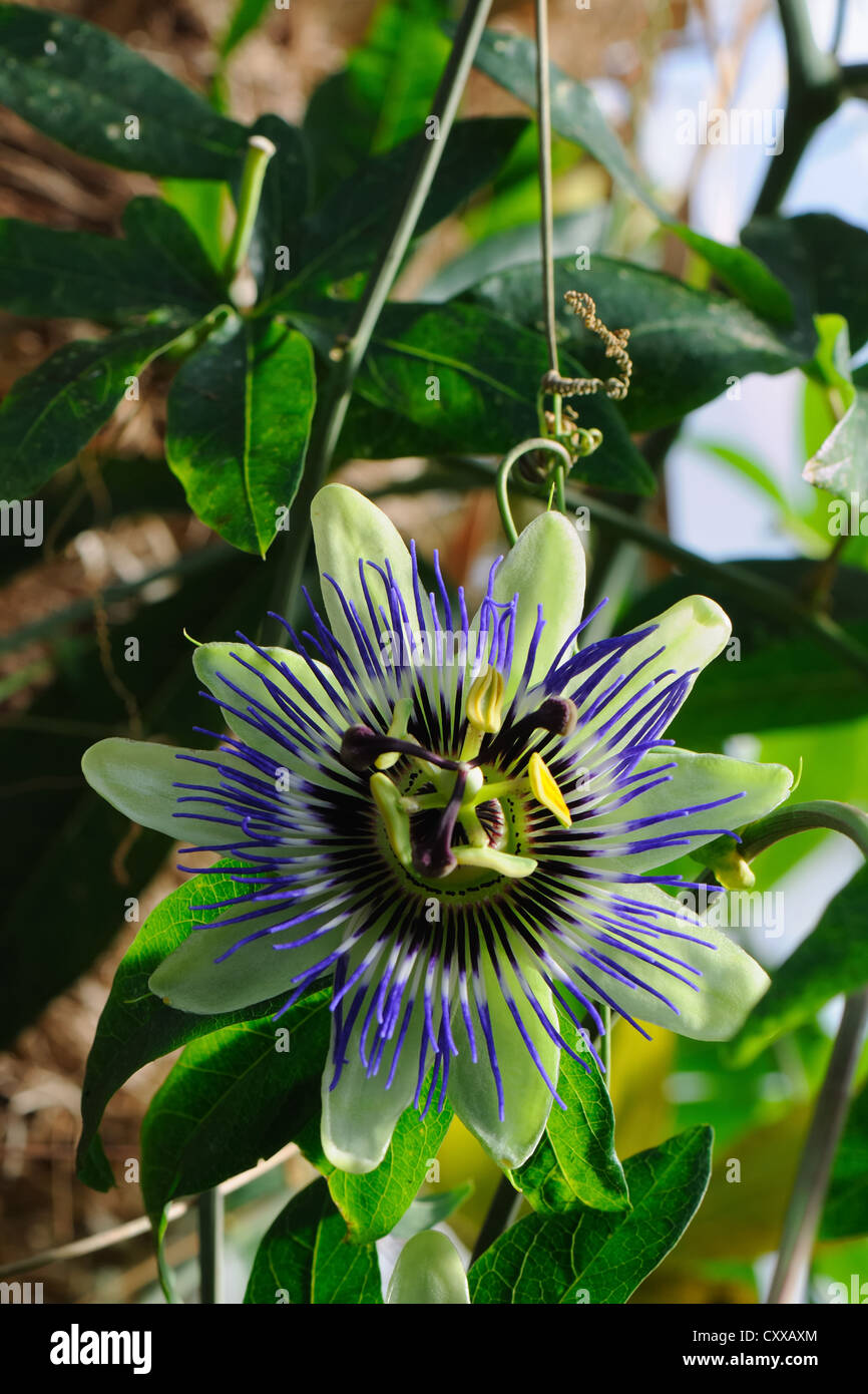 Passion fruit flower Passiflora caerulea Stock Photo Alamy