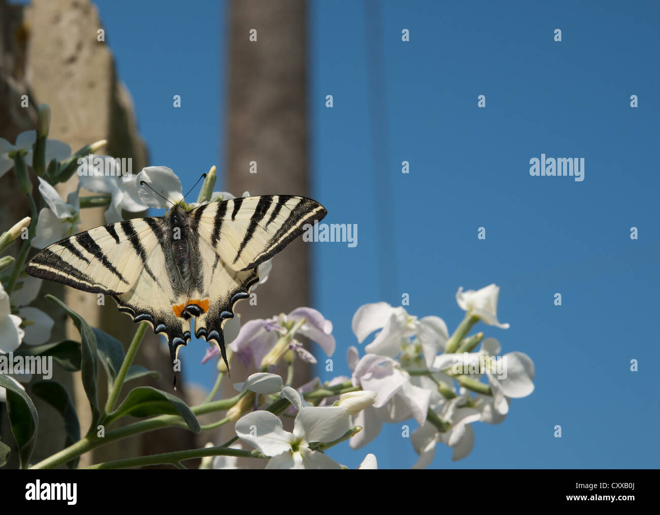 Butterfly, black and white striped wings resting on a flower Stock Photo Alamy