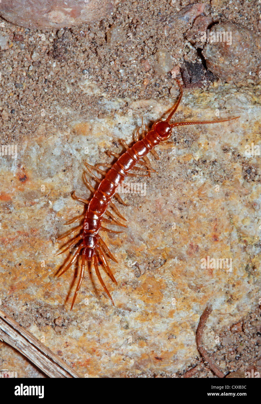 Centipede crawling on sandy soil, Lakewood Colorado US. Stock Photo