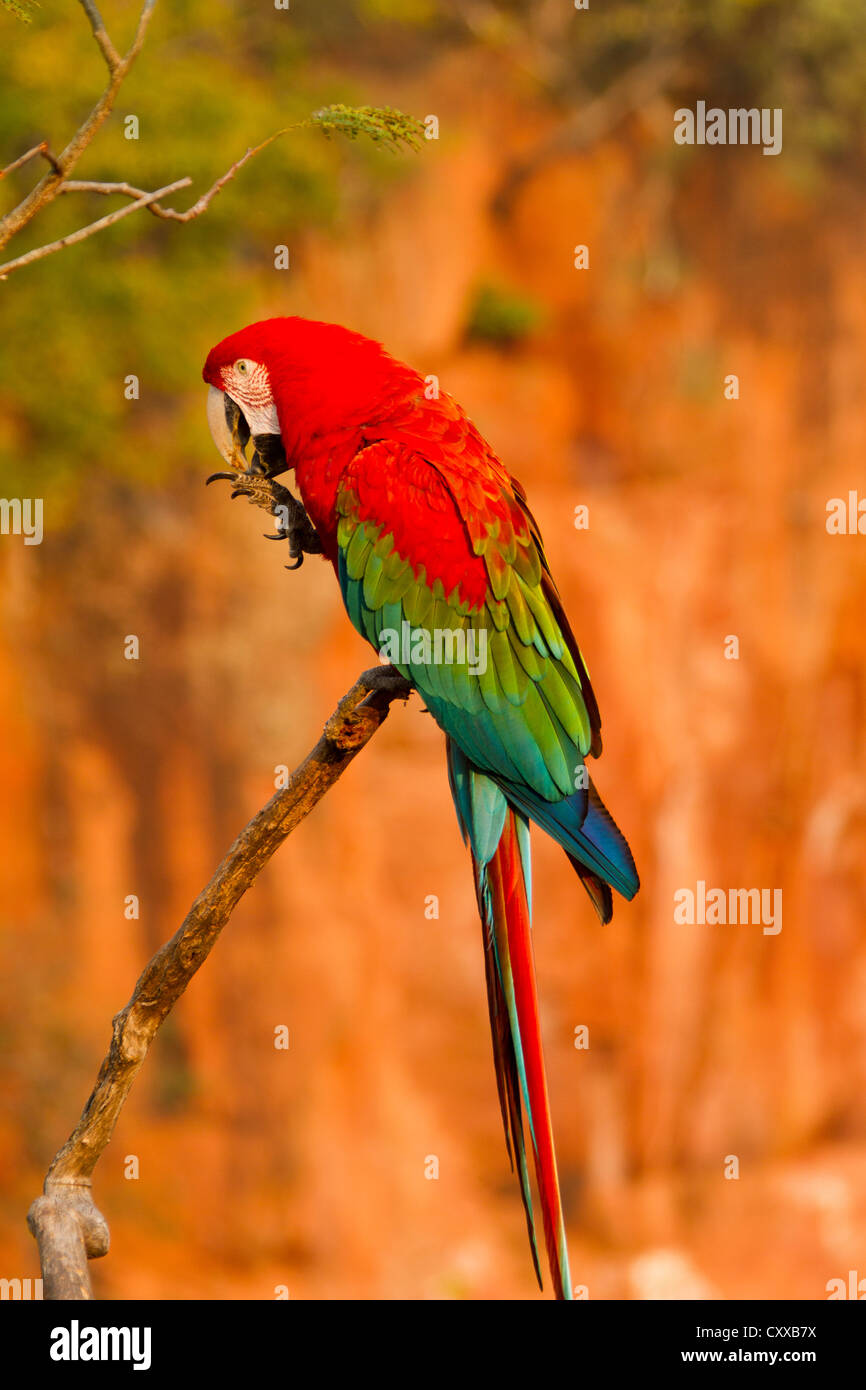 Red and Green Macaw (Ara chloropterus) Stock Photo