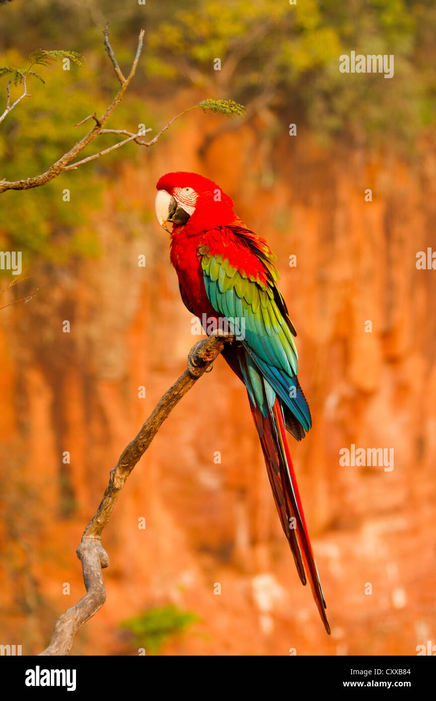 Red and Green Macaw (Ara chloropterus) Stock Photo