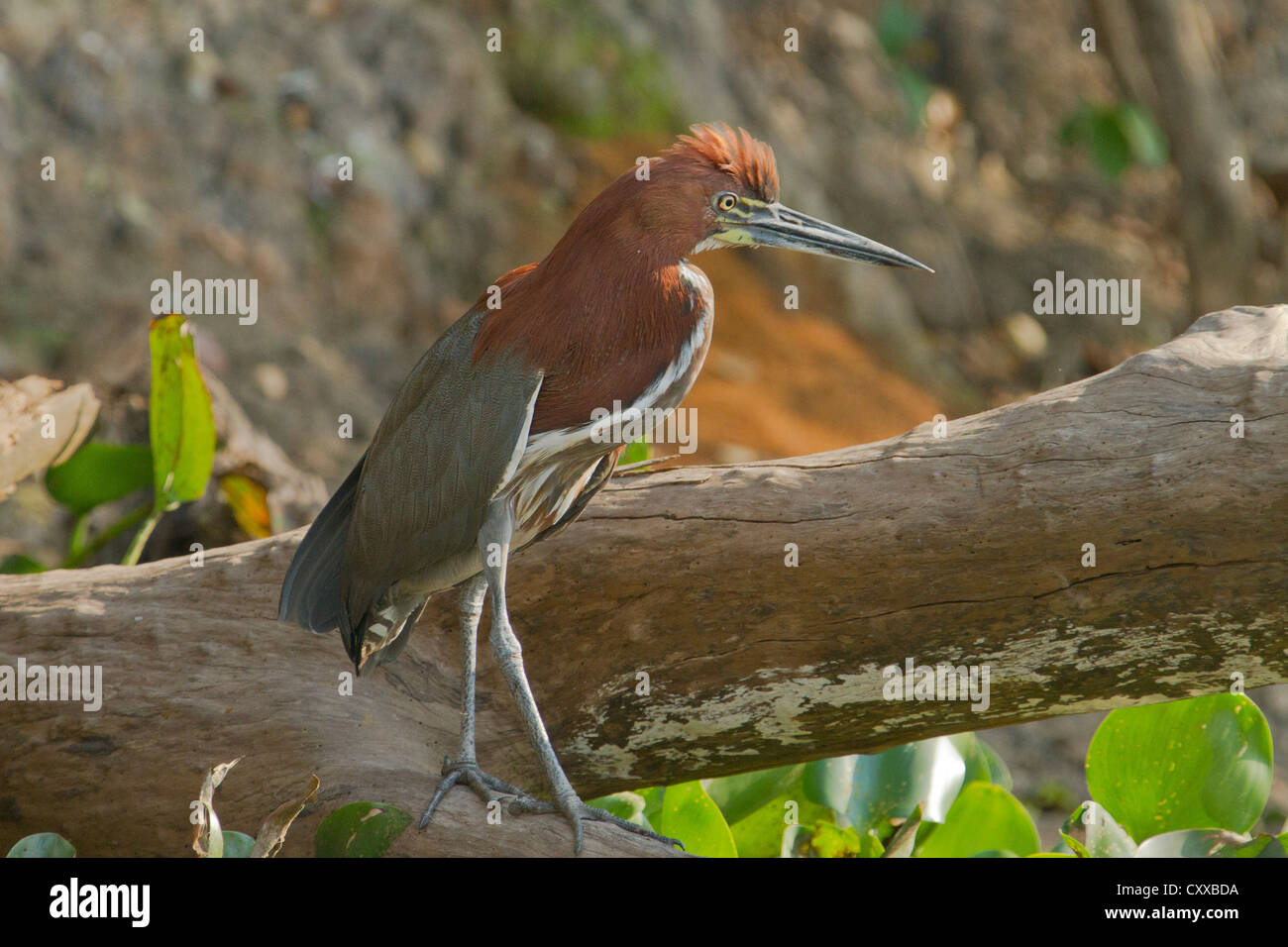 Tigrisoma lineatum brazil hi-res stock photography and images - Alamy