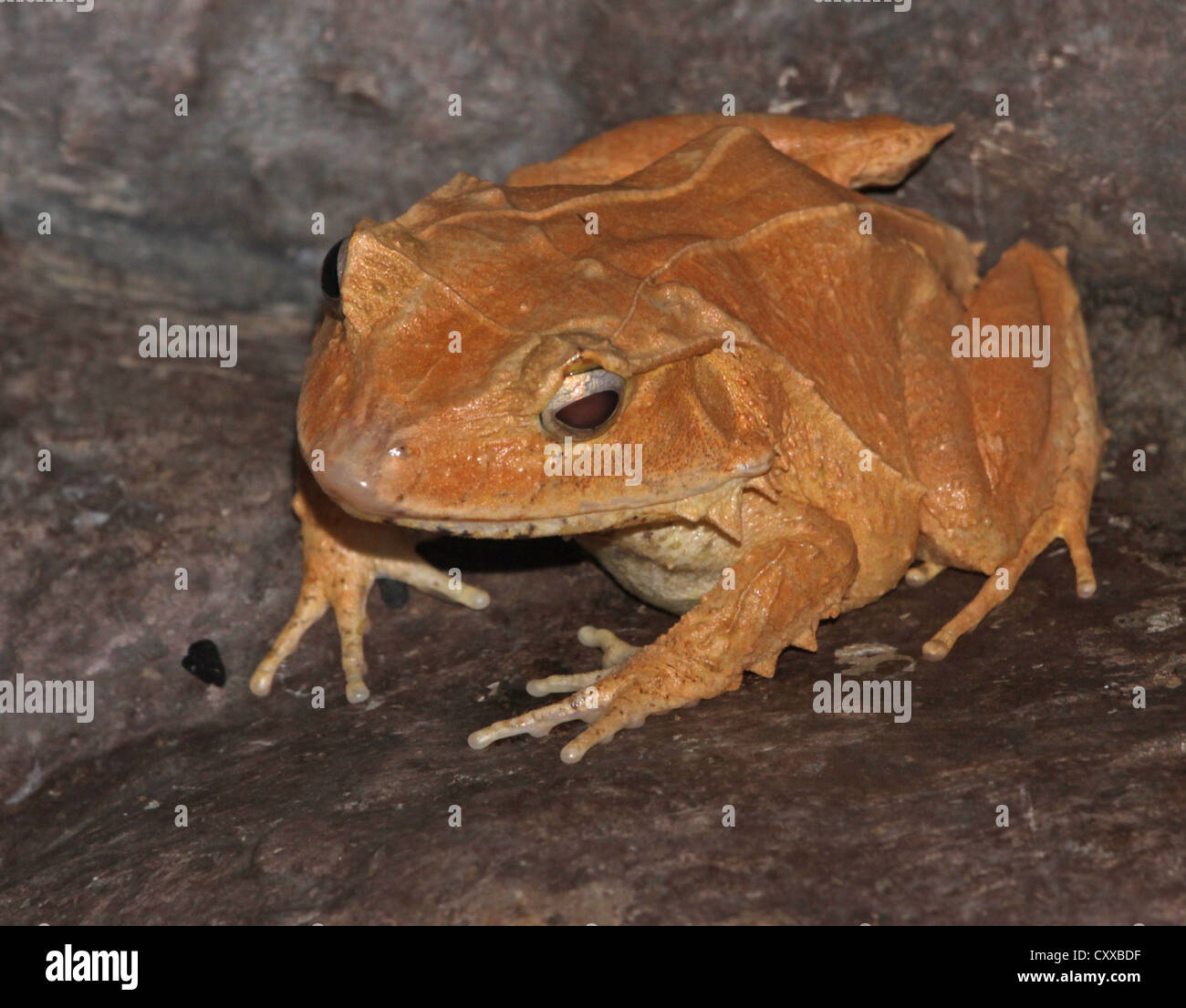 Solomon Island Leaf Frog Stock Photo