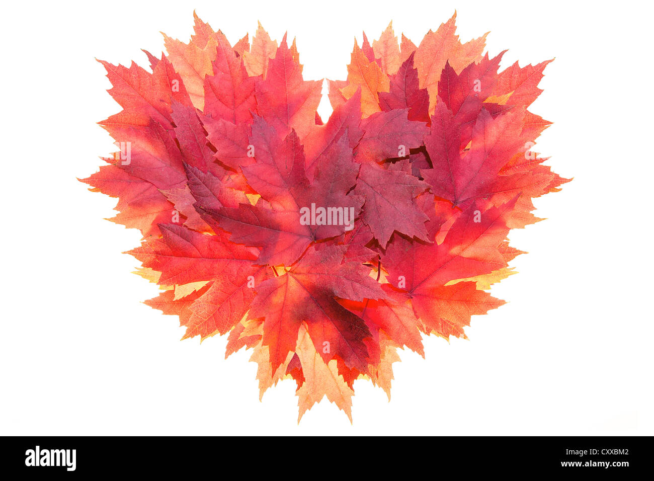 Fall Season Red Maple Tree Leaves Forming Heart Shape Isolated on White Background Stock Photo