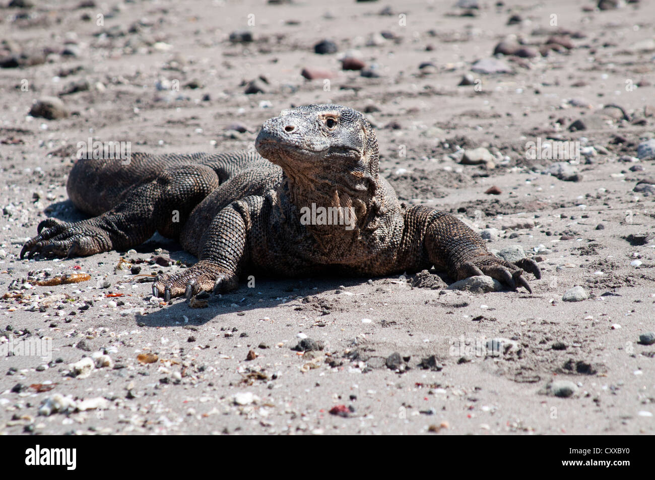 Komodo Dragons, Varanus komodoensis, on the beach, Horseshoe Bay, Nusa Kode, Rinca Island, Komodo National Park, Nusa Tenggara Stock Photo