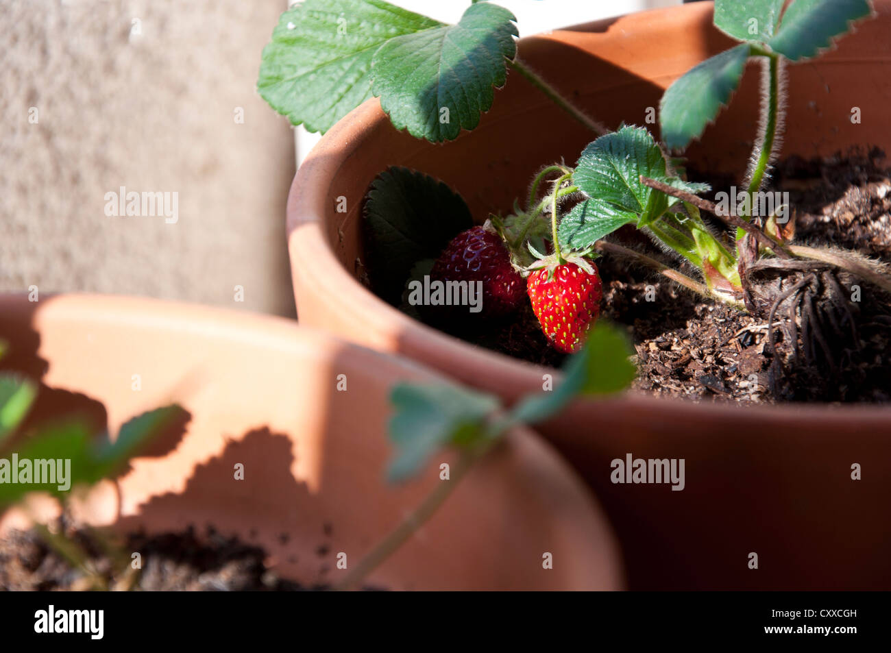 Strawberry Plant Growing in the Pot Stock Photo - Alamy