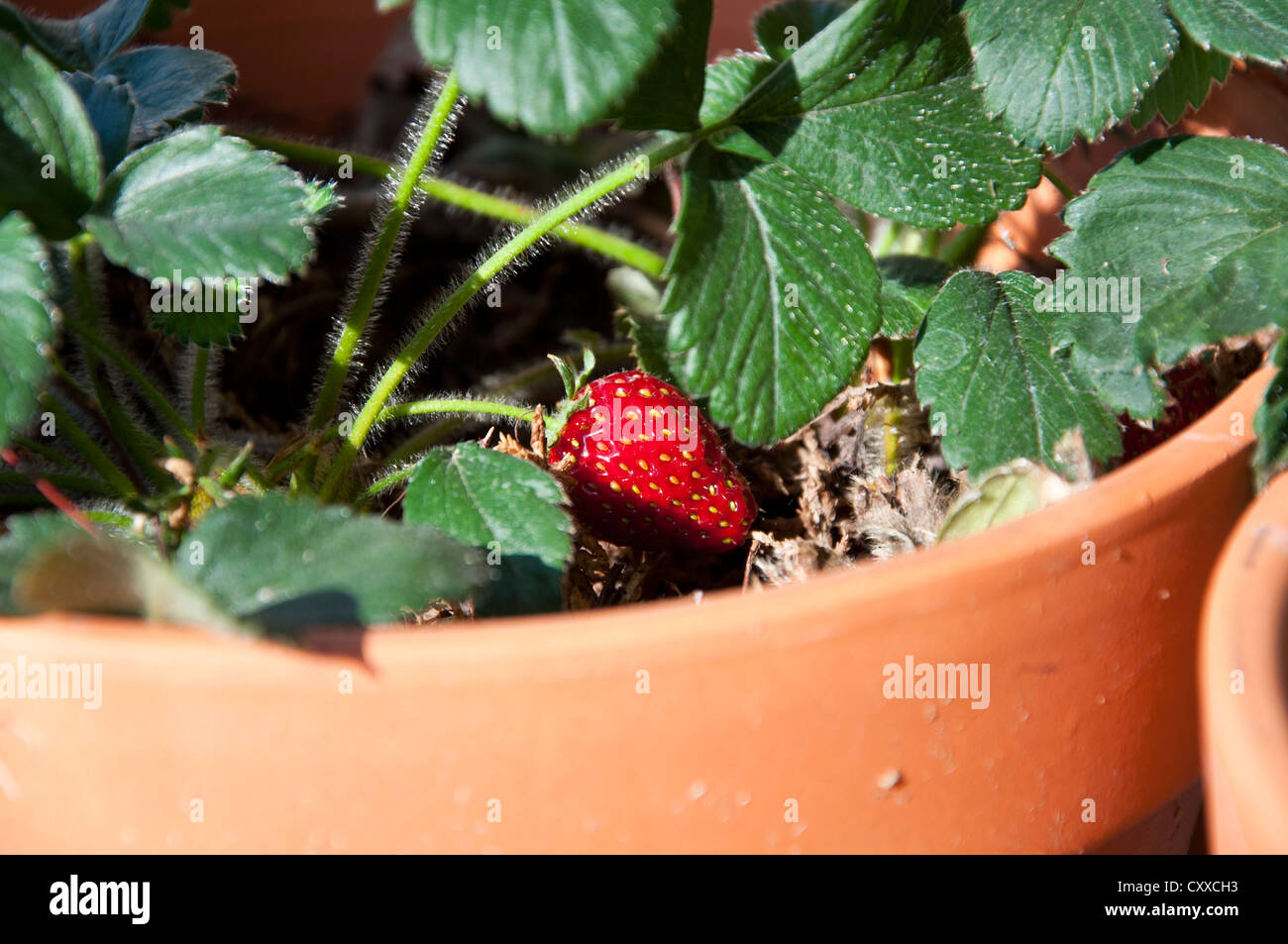 Strawberry Plant Growing in the Pot Stock Photo - Alamy
