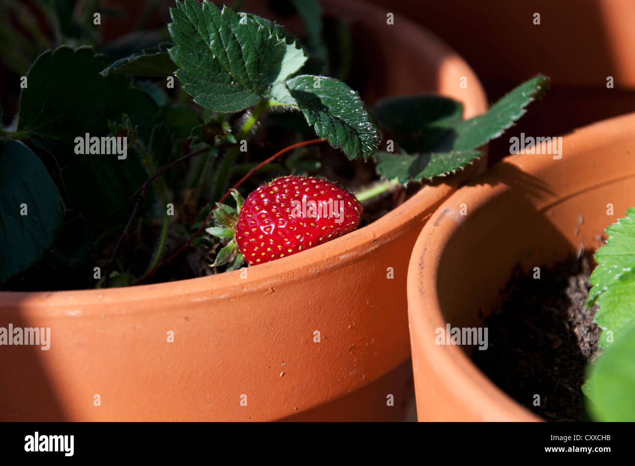 Strawberry Plant Growing in the Pot Stock Photo Alamy