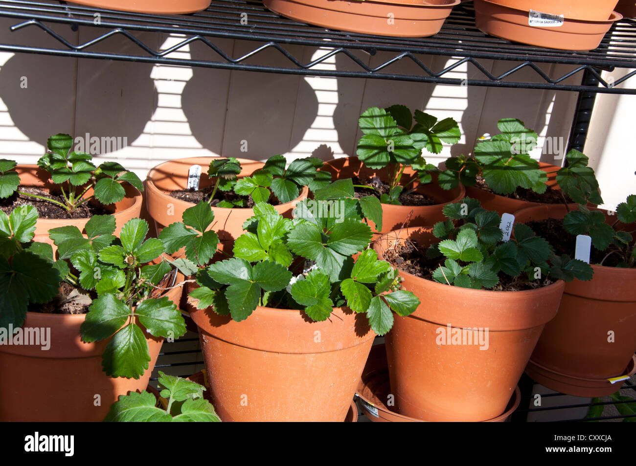 Strawberry Plant Growing in the Pot Stock Photo - Alamy