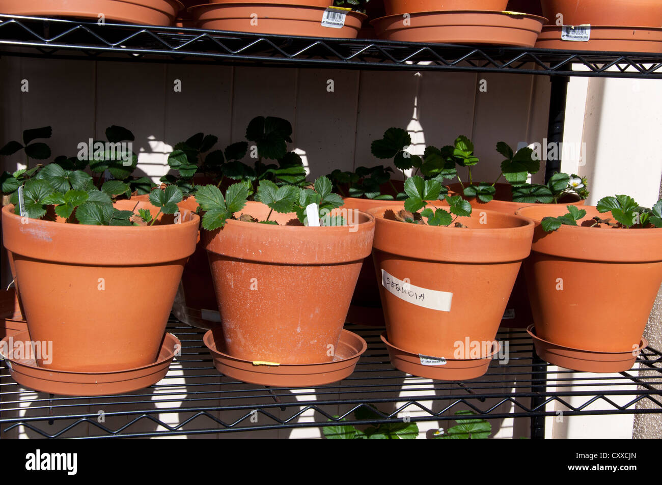 Strawberry Plant Growing in the Pot Stock Photo - Alamy