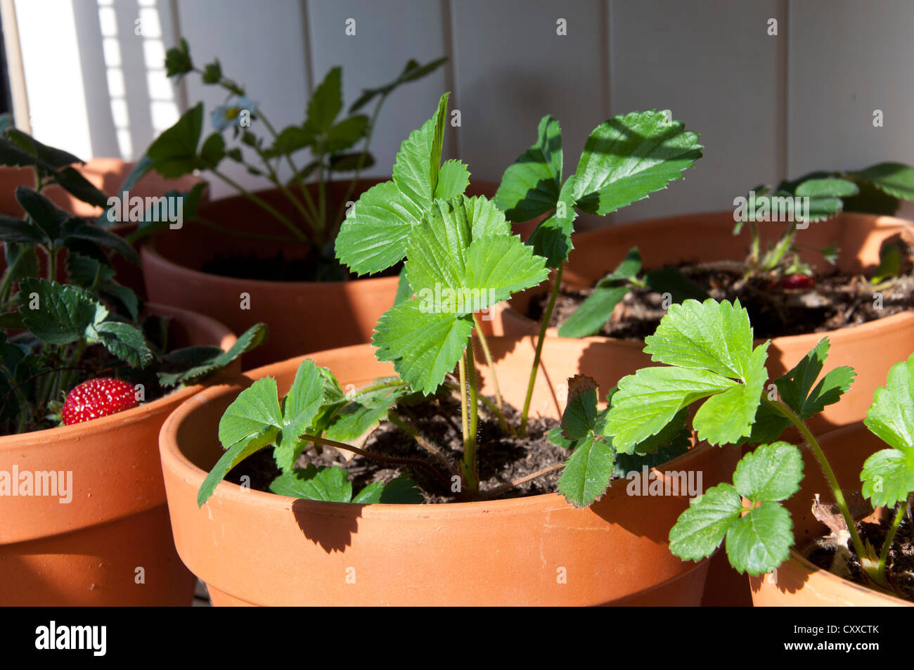 Strawberry Plant Growing in the Pot Stock Photo - Alamy