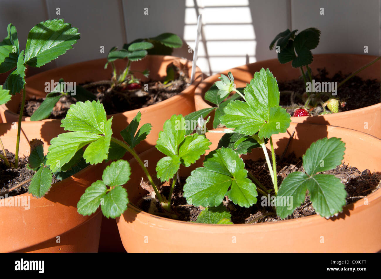 Strawberry Plant Growing in the Pot Stock Photo - Alamy