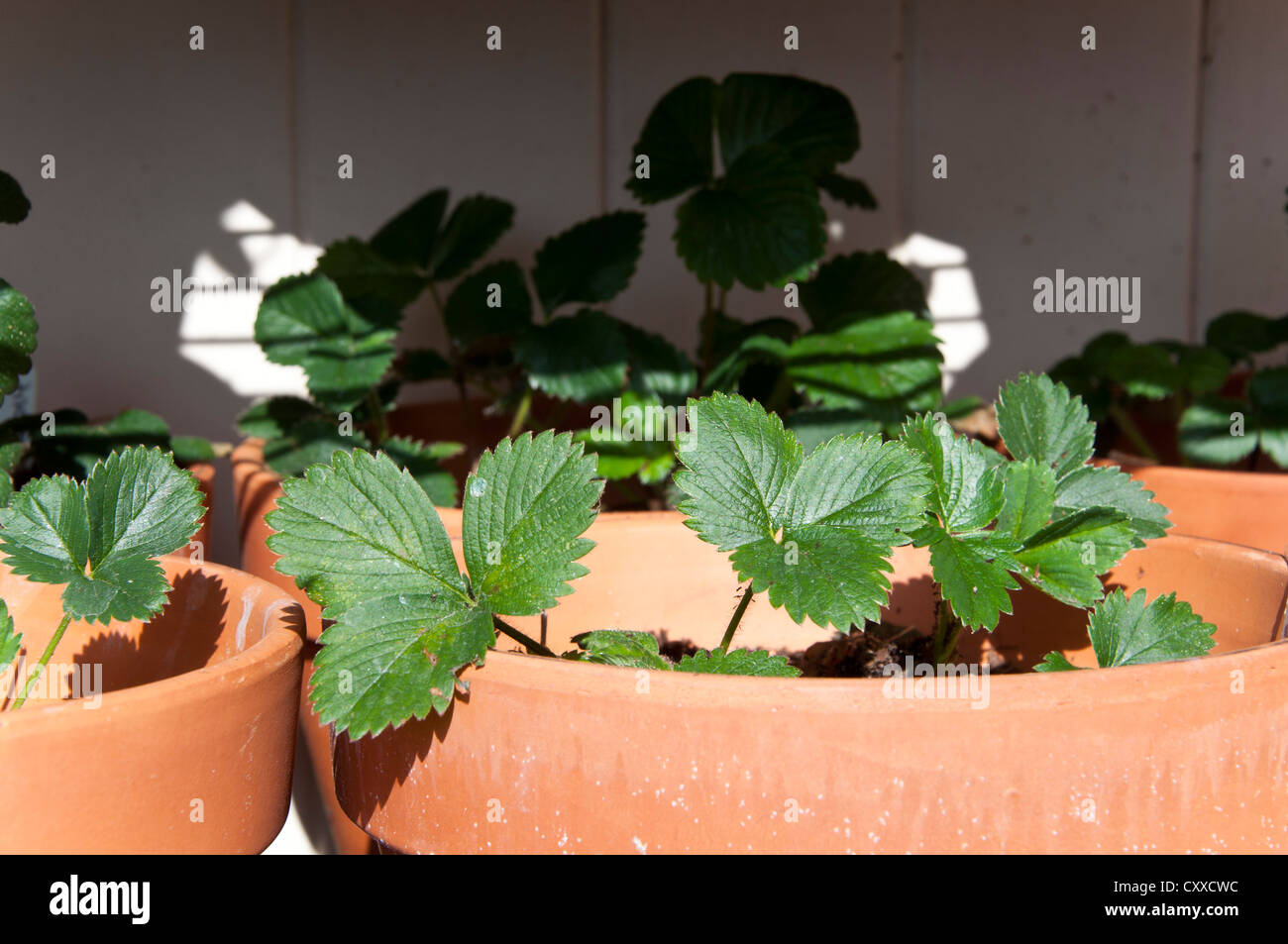 Strawberry Plant Growing in the Pot Stock Photo - Alamy