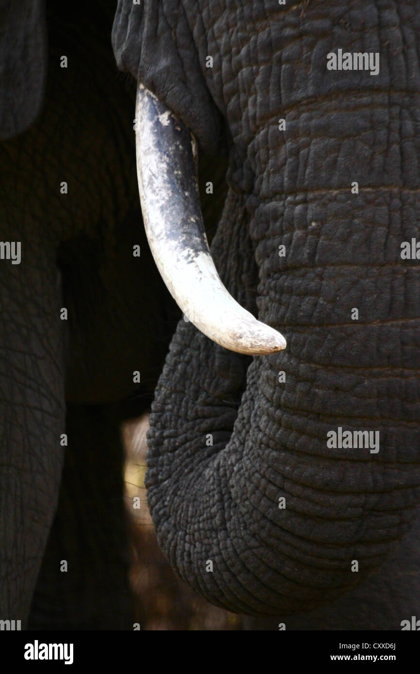 Elephants trunk tusk hires stock photography and images Alamy