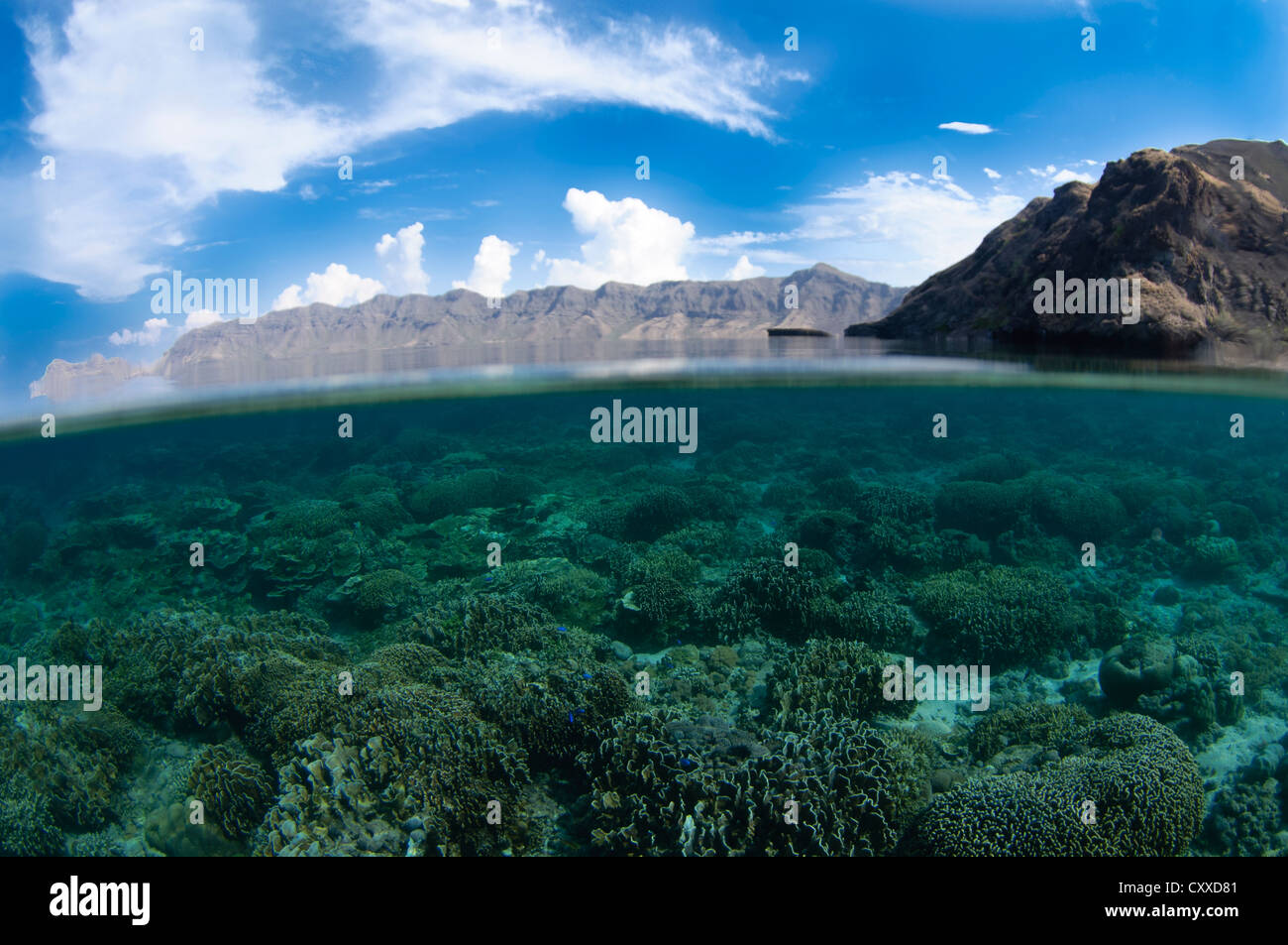 Shallow hard coral reef and Komodo Island, Komodo National Park, Nusa Tenggara, Indonesia, Pacific Ocean Stock Photo