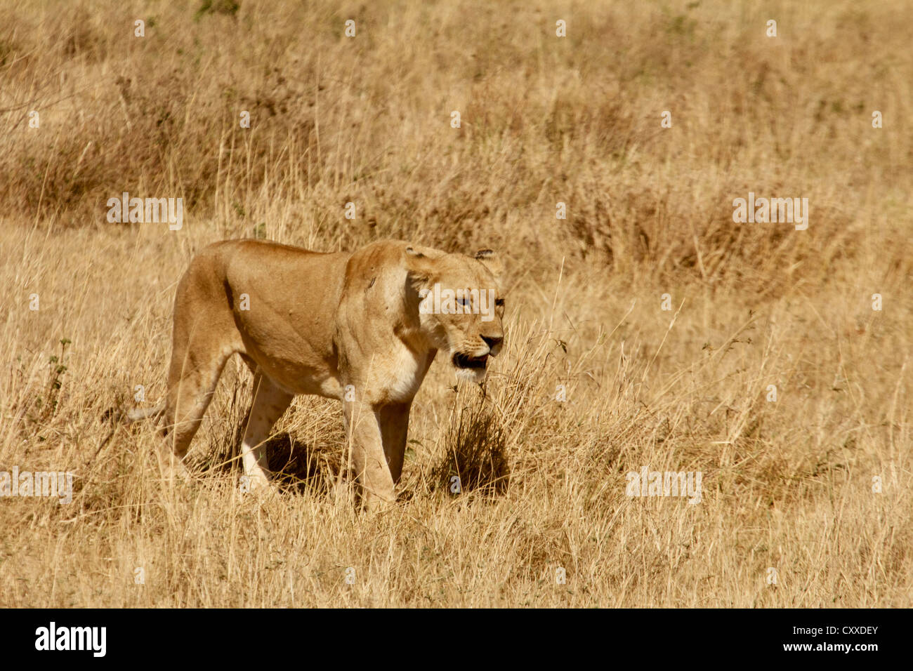 Lionnes Ripped Lionnes hi-res stock photography and images - Alamy