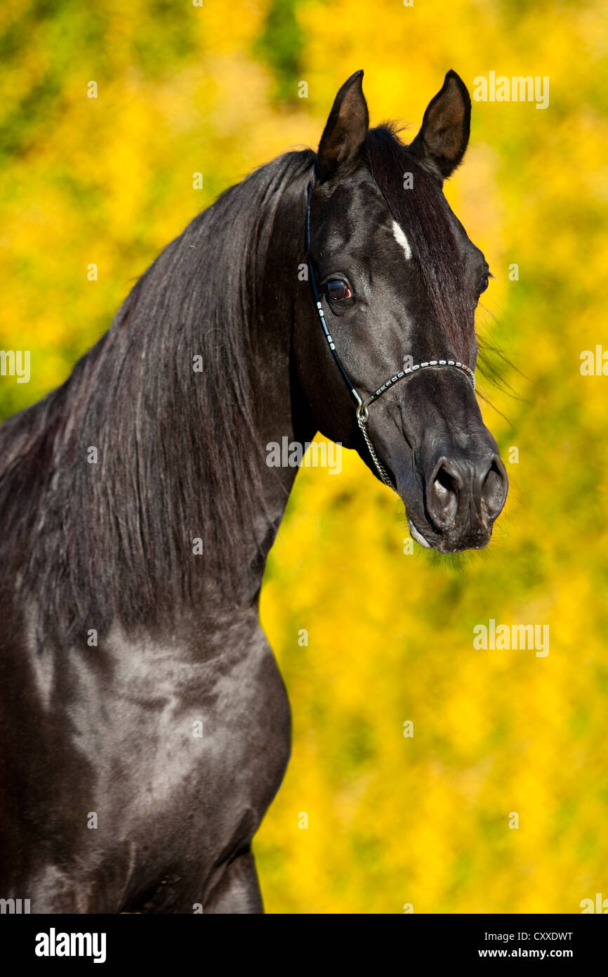 Thoroughbred Arabian horse, black stallion, portrait with show bridle