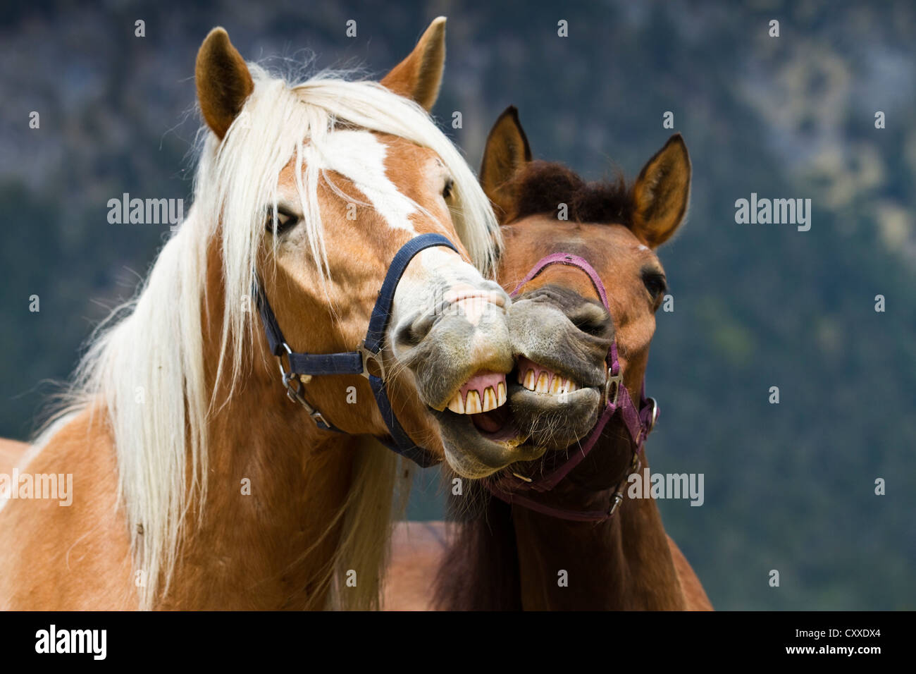 Haflinger and New Forest Pony playing together and biting each other's mouth, gelding, buckskin and brown, North Tyrol, Austria Stock Photo