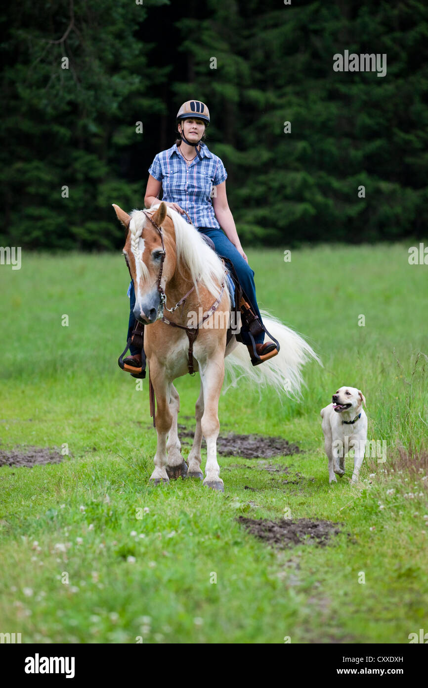 Woman riding a Haflinger horse with a western bridle, in a field with a Labrador dog as riding companion, North Tyrol, Austria Stock Photo