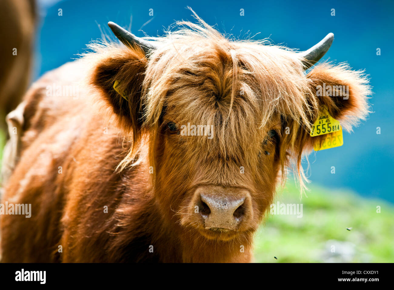 Highland cattle, calf, North Tyrol, Austria, Europe Stock Photo